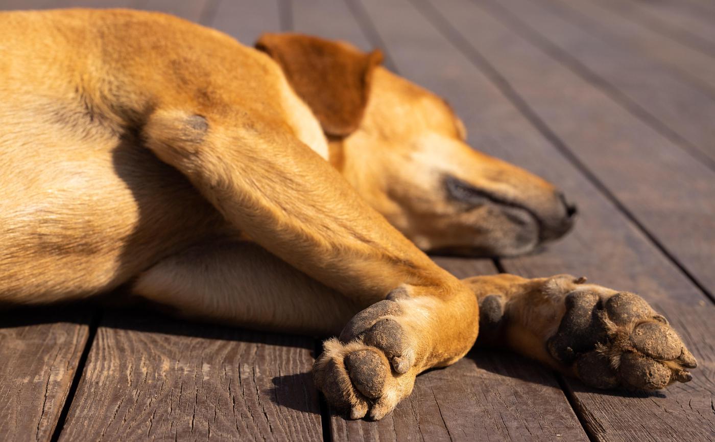 狗狗散步回來擦腳就好？小心趾間炎！深度解析成因與 3 大護理死角