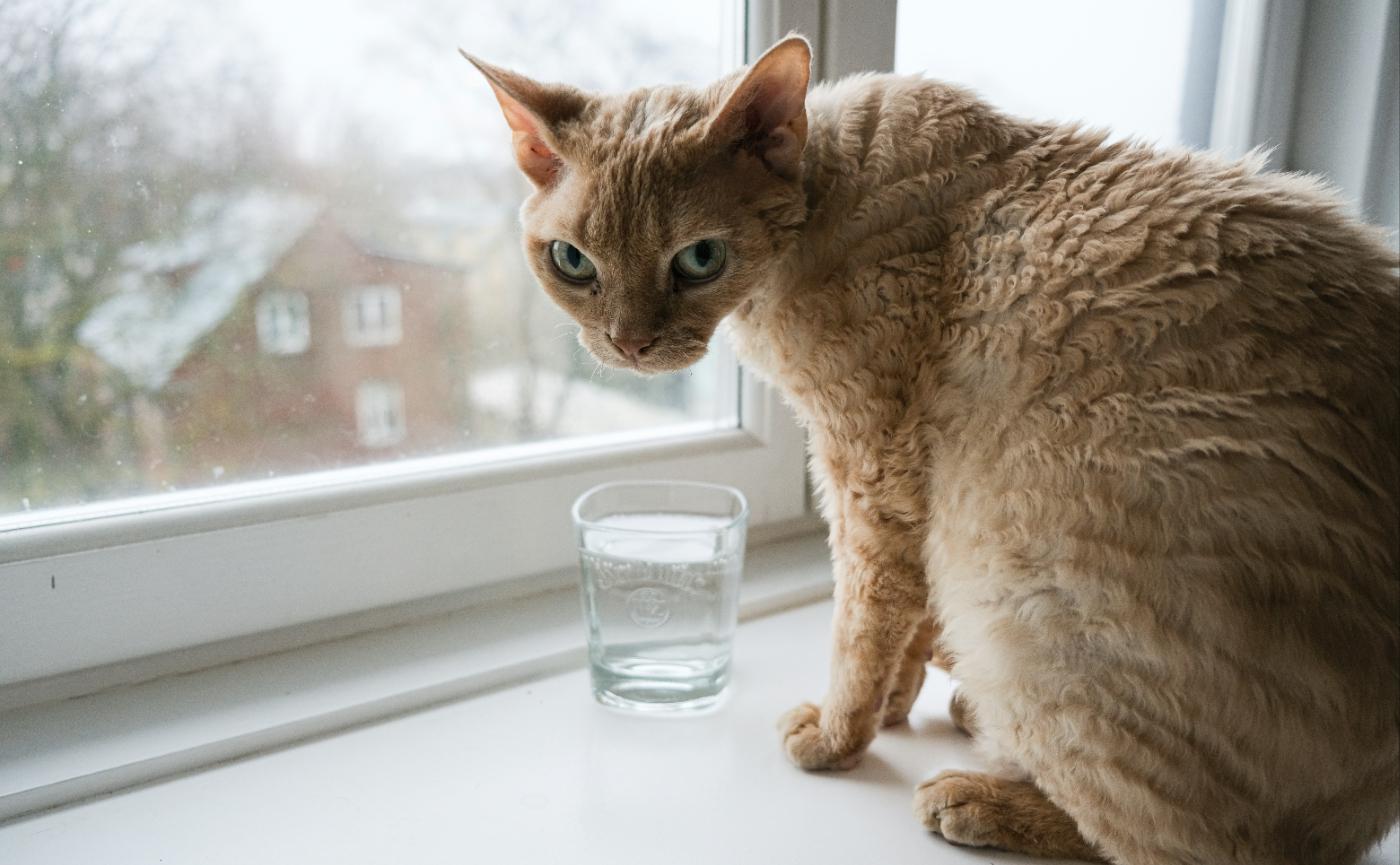 貓咪不喝水怎麼辦？貓奴必學的 6 個騙水神招，別讓「腎臟病」成為毛孩的隱形殺手