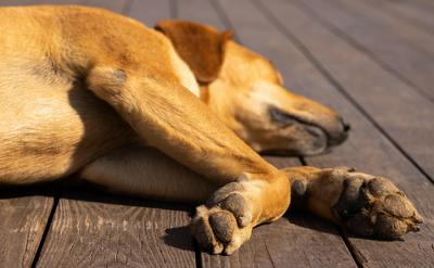 封面圖 - 狗狗散步回來擦腳就好？小心趾間炎！深度解析成因與 3 大護理死角