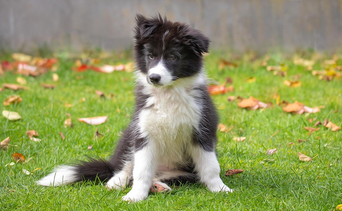 別被智商騙了！養邊境牧羊犬前的 7 個真心話：這 4 個優點讓你愛死牠，但這 3 個缺點可能讓你崩潰