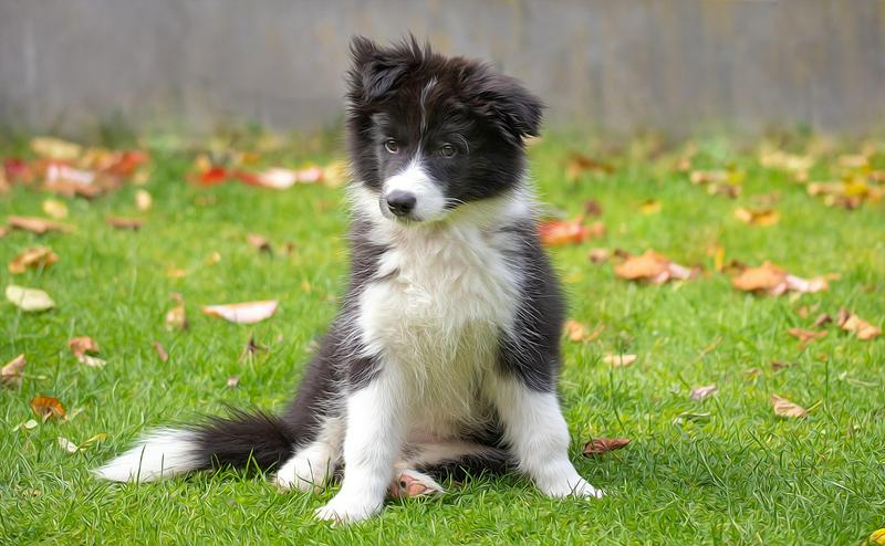 別被智商騙了！養邊境牧羊犬前的 7 個真心話：這 4 個優點讓你愛死牠，但這 3 個缺點可能讓你崩潰