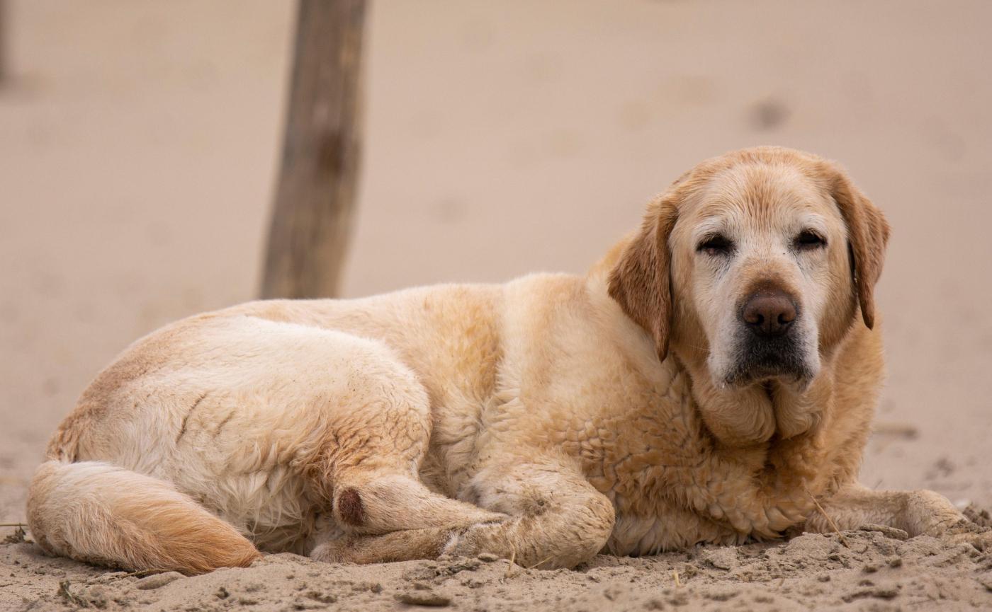 狗狗老了開始半夜亂叫、原地轉圈？深度解析「犬認知障礙 (CCD)」與高齡犬居家照護指南