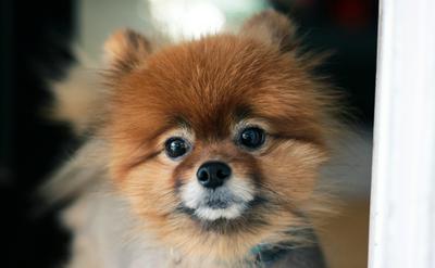 養博美犬後悔了嗎？7 個讓人崩潰的日常與解決方法