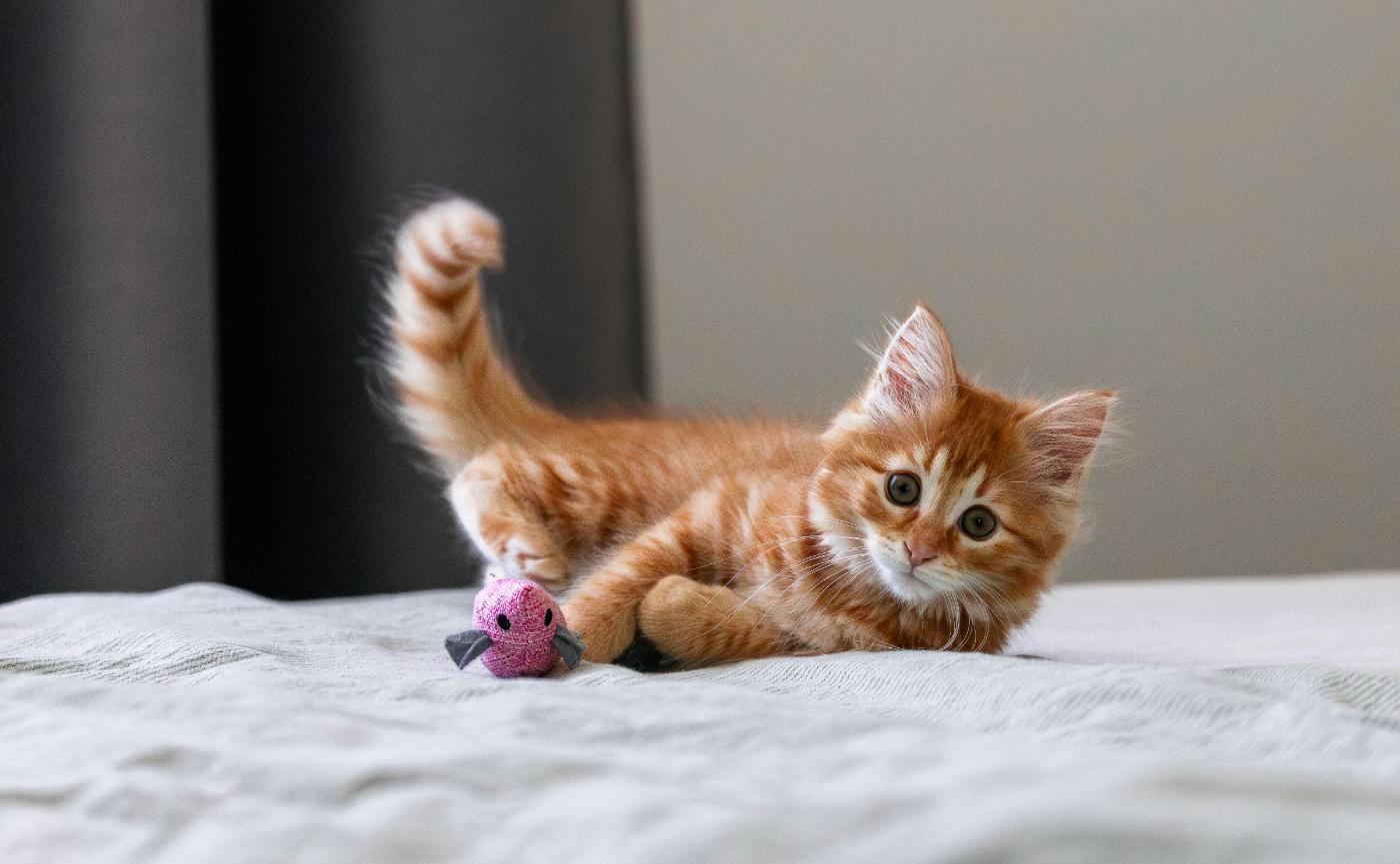幼貓社會化黃金期全解析：如何透過減敏訓練建立毛孩的一生性格基礎與環境信任感