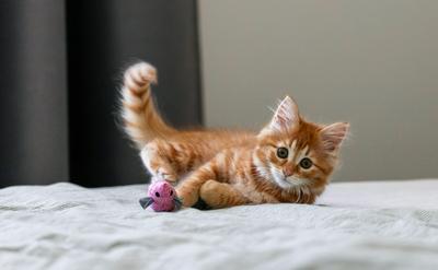 封面圖 - 幼貓社會化黃金期全解析：如何透過減敏訓練建立毛孩的一生性格基礎與環境信任感