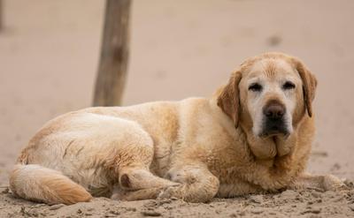 封面圖 - 狗狗老了開始半夜亂叫、原地轉圈？深度解析「犬認知障礙 (CCD)」與高齡犬居家照護指南