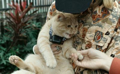 貓咪為什麼不喜歡被抱？行為學解析「抱抱容忍度」與改善技巧