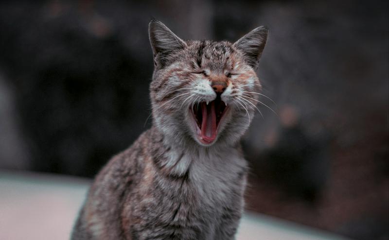 貓咪半夜狂叫怎麼辦？5大真相與終極停止方案