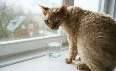 貓咪不喝水怎麼辦？貓奴必學的 6 個騙水神招，別讓「腎臟病」成為毛孩的隱形殺手