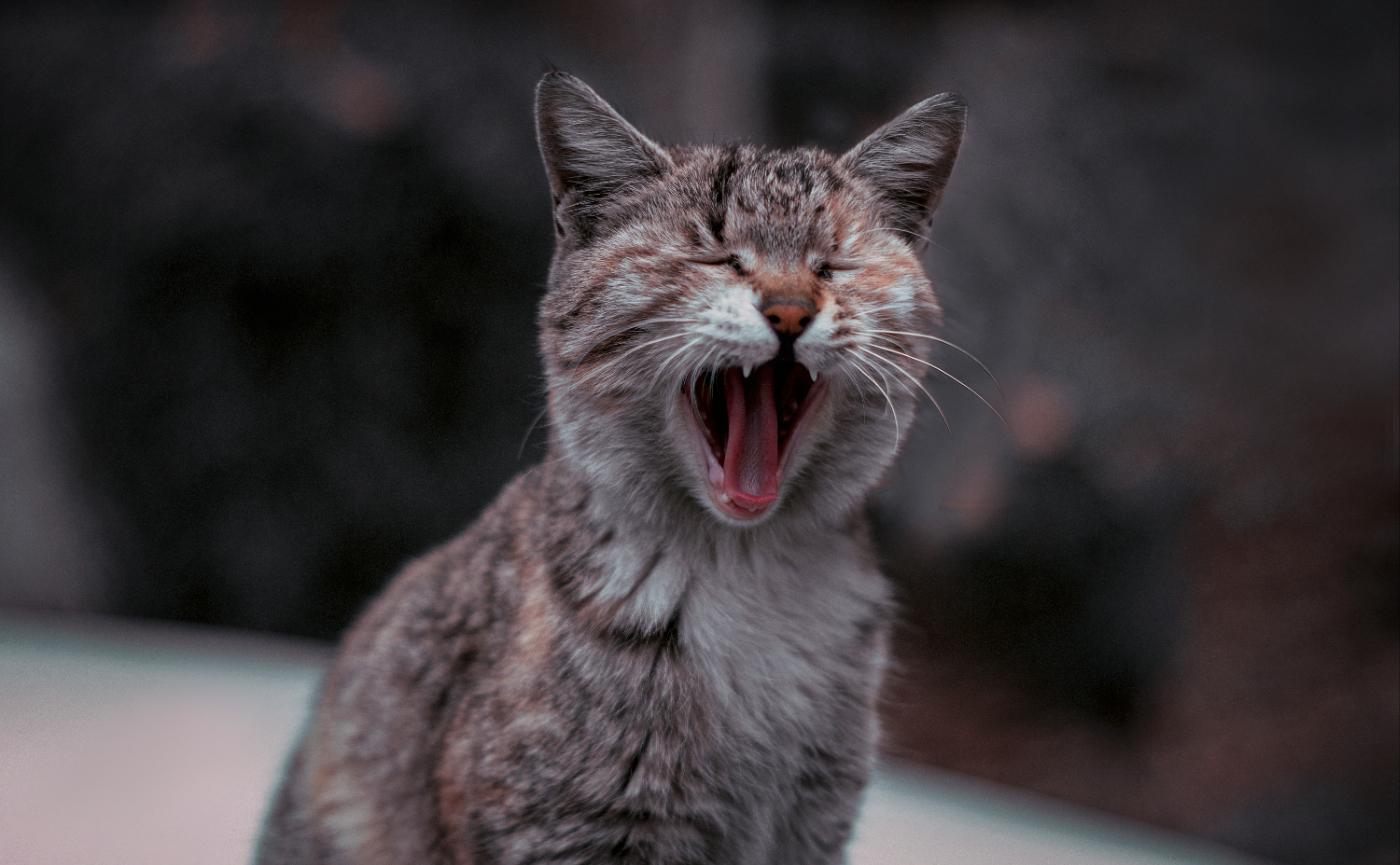 貓咪半夜狂叫怎麼辦？5大真相與終極停止方案