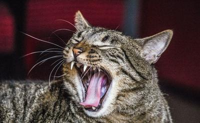 封面圖 - 貓咪口臭是健康警訊？教你辨識牙周病症狀，與 3 個不抗拒刷牙的訓練秘訣