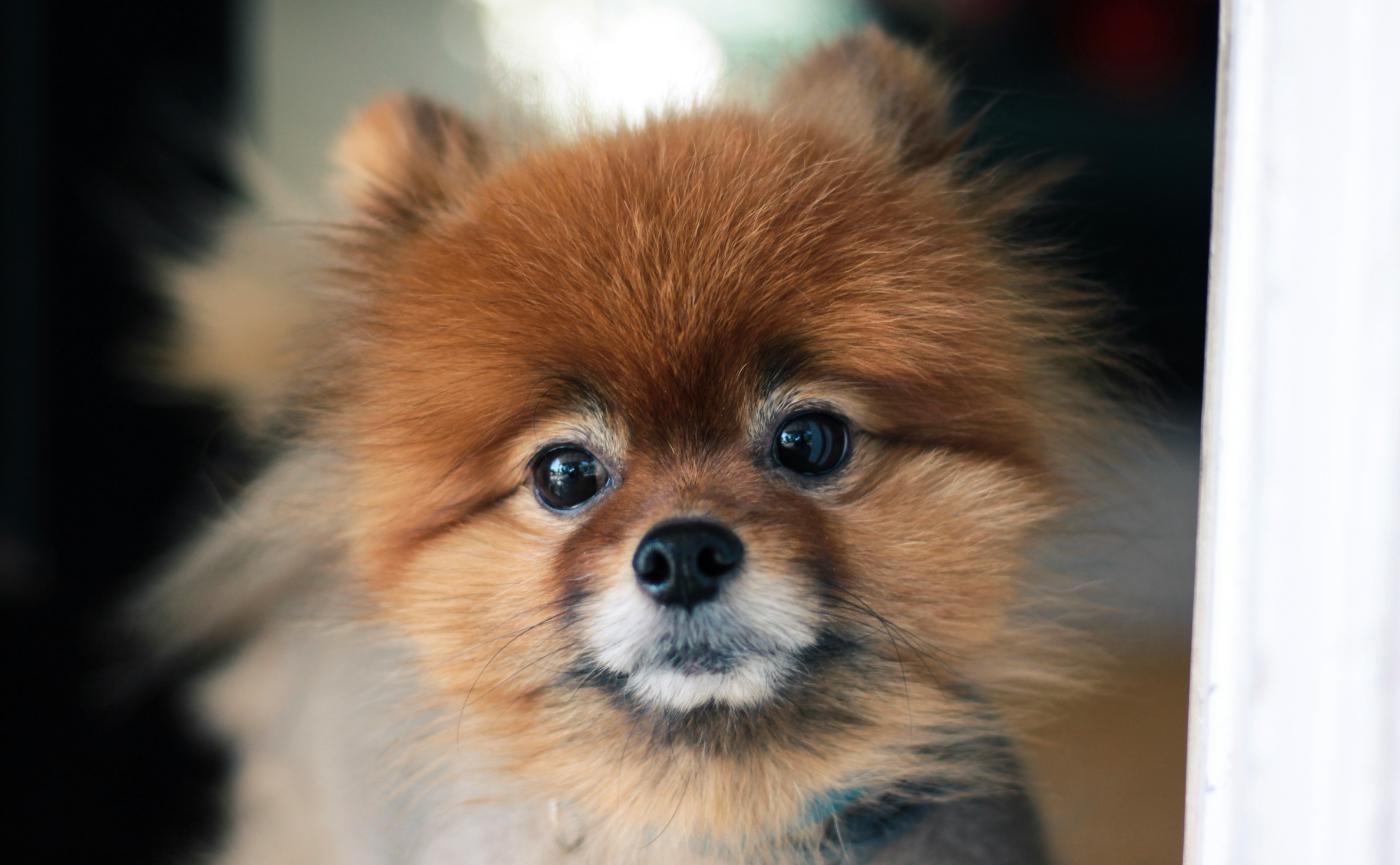 養博美犬後悔了嗎？7 個讓人崩潰的日常與解決方法