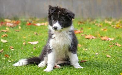 別被智商騙了！養邊境牧羊犬前的 7 個真心話：這 4 個優點讓你愛死牠，但這 3 個缺點可能讓你崩潰