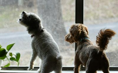 狗狗對門鈴聲狂叫？教你 3 步驟建立正面連結，解決外送員敲門就暴衝的居家困擾