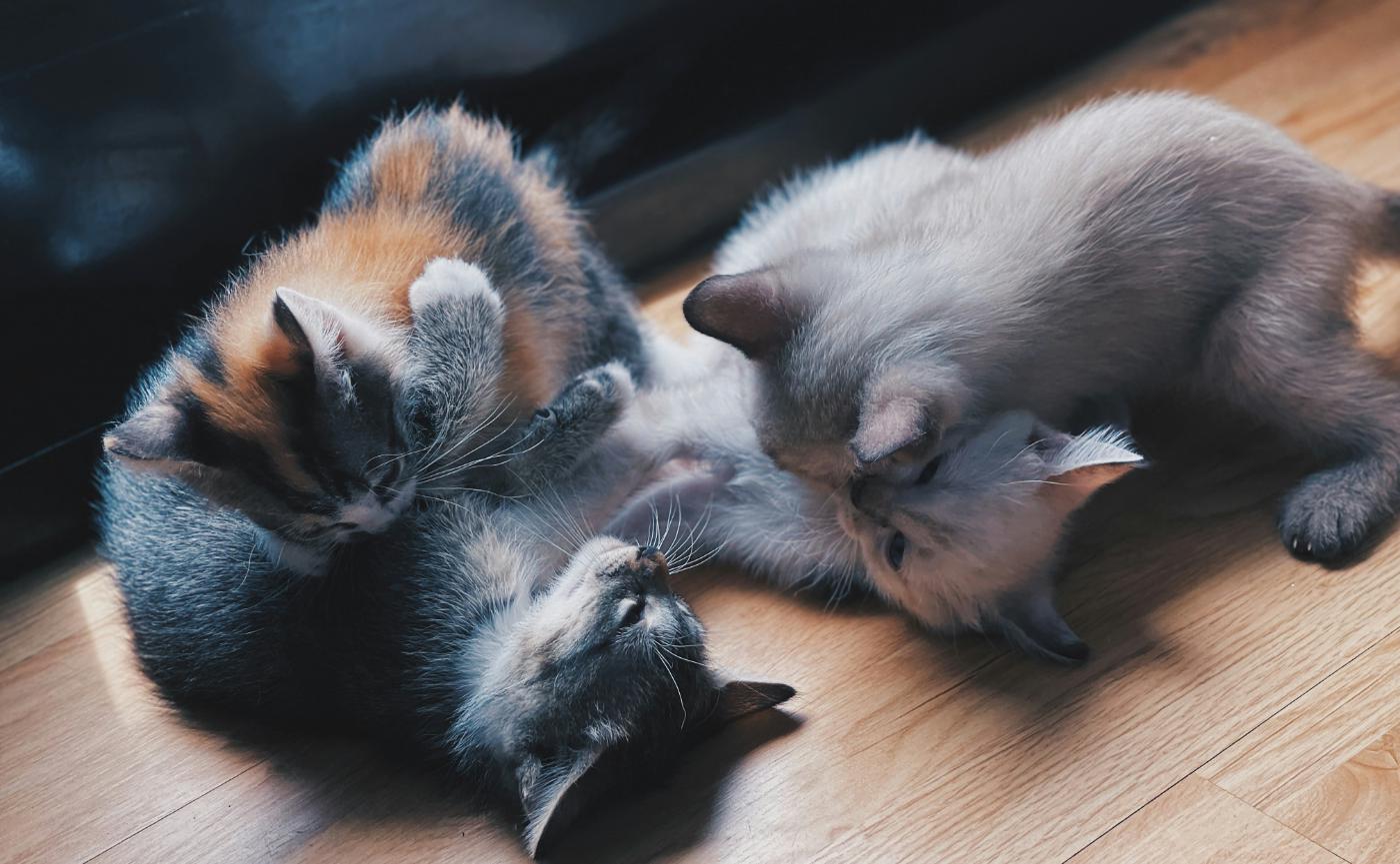 多貓家庭相處指南：深度解析領地競爭、霸凌行為與費洛蒙減壓實戰案例