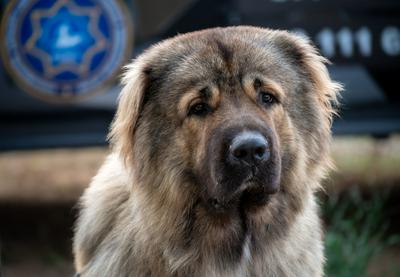 高加索犬（Caucasian Shepherd Dog）頭部特寫，展現魁梧的面部結構與厚重毛髮