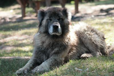 高加索犬趴臥在陽光草地上瞇眼休息，展現忠誠平靜的性格特質