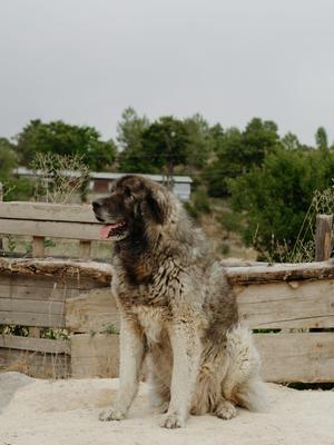 高加索犬全身坐姿特寫，呈現巨型護衛犬的雄偉站姿與毛色分佈