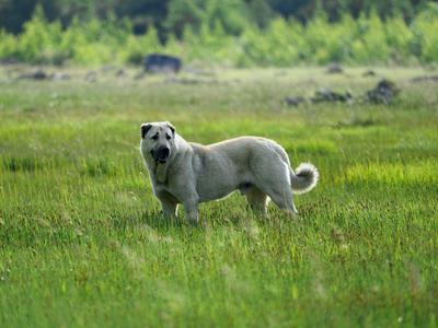 中亞牧羊犬站在戶外綠色草地上展示護衛犬強壯體格