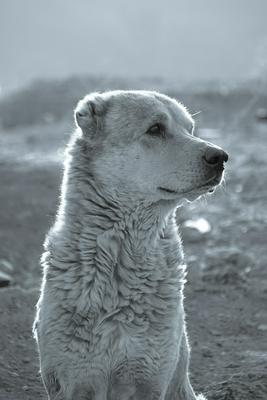 中亞牧羊犬頭部側面特寫與警戒神情
