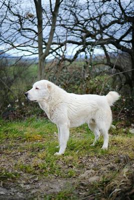 中亞牧羊犬（Alabai）白色短毛全身站姿與強健體型特徵