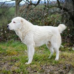 中亞牧羊犬