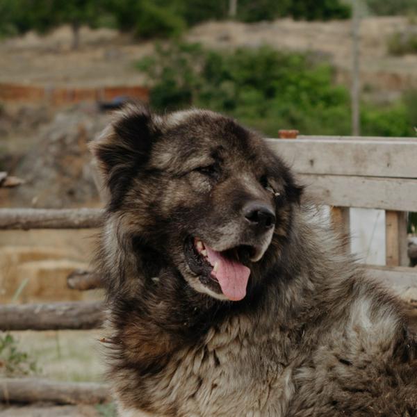 高加索犬成犬照，展示其體型與外觀特徵