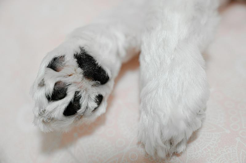 乾淨的狗狗腳掌